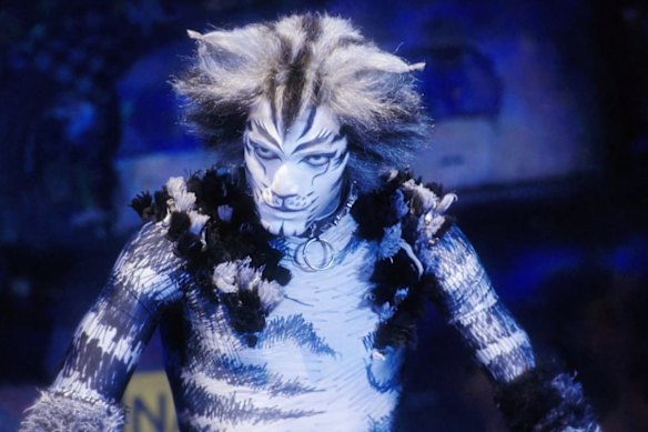 Gatos: as crianças que amam seus gatinhos ficarão apaixonadas.