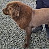 A photograph released by Ireland’s police force showing Mouse, the dog who was mistaken for a lion.