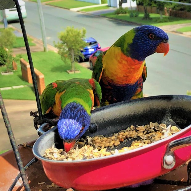 Epaulettes (left) and Ms Golden – one of three pairs that feed on bird lovers’ Deb and Mike’s balcony.   