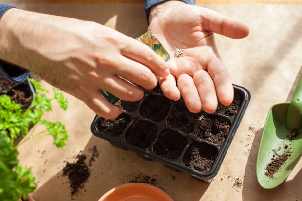 sowing seeds in a black punnet