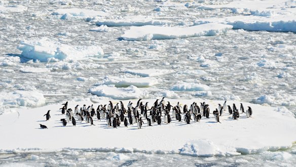The Antarctica Experience. 