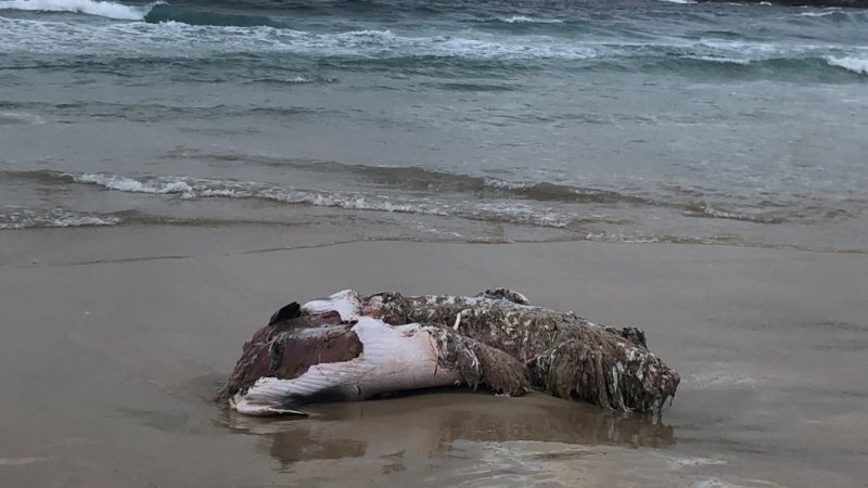 Bondi Beach Closed After Shark Bitten Whale Carcass Washes Up