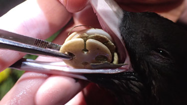 Helium balloon clips are removed from the stomach of a young Shearwater on Lord Howe Island.