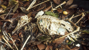 A skeleton of a dead bird filled with plastic material. 