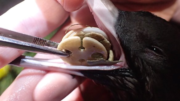 Helium balloon clips are removed from the stomach of a young Shearwater on Lord Howe Island.