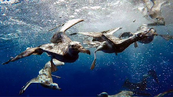 Shearwaters dive in the waters off Lord Howe Island.