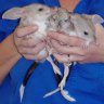 Bilby triplets born in time for Easter at southern Queensland breeding facility