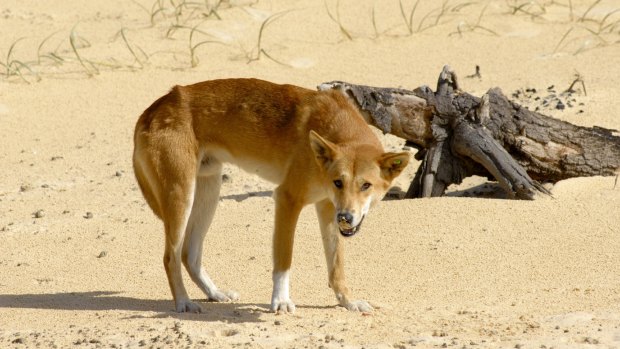 Dingos are known to congregate around the Telfer mine site.