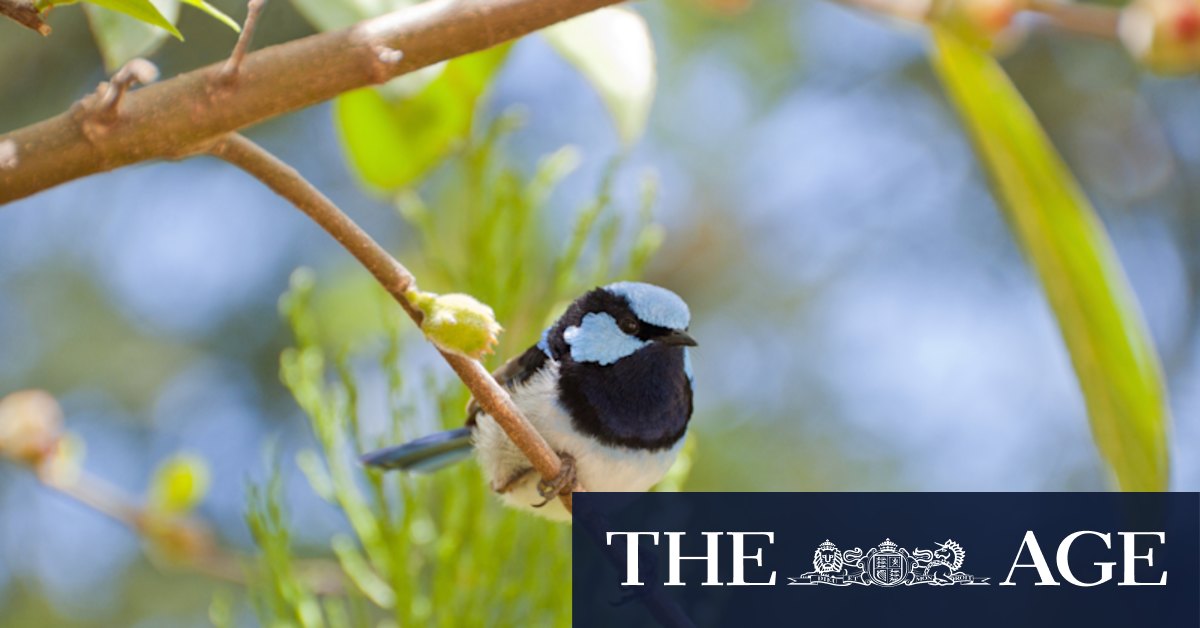 BirdLife Australia seeks citizen scientists for annual census