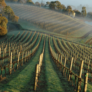 Coldstream Hills winery, Yarra Valley, Victoria.