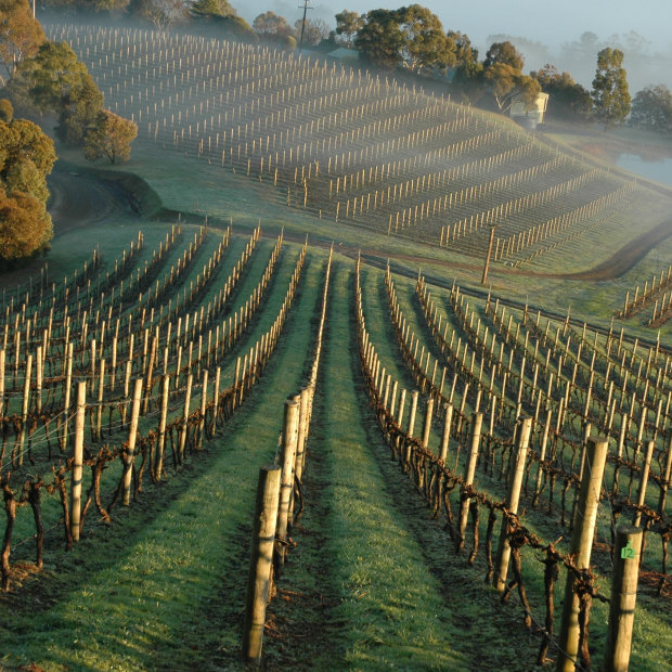 Coldstream Hills winery, Yarra Valley, Victoria.