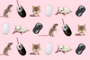 Mouse or mice?