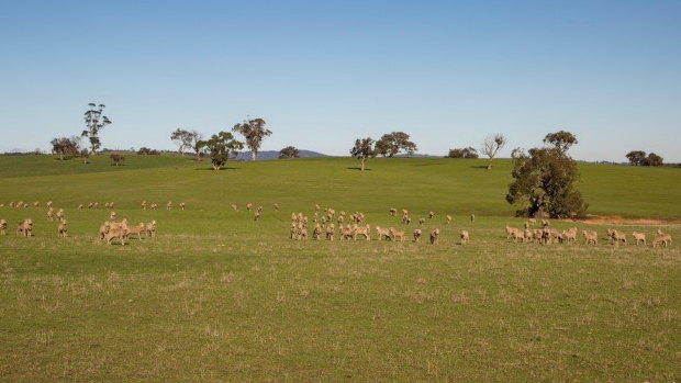 Sheep are also run on the Green Eggs free range egg farm.
