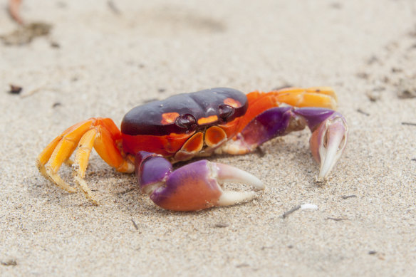 The great Nayarit crab migration … thousands appear early in the rainy season.
