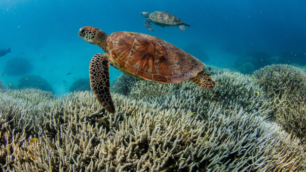 The photos that show nothing so far has saved the Great Barrier Reef