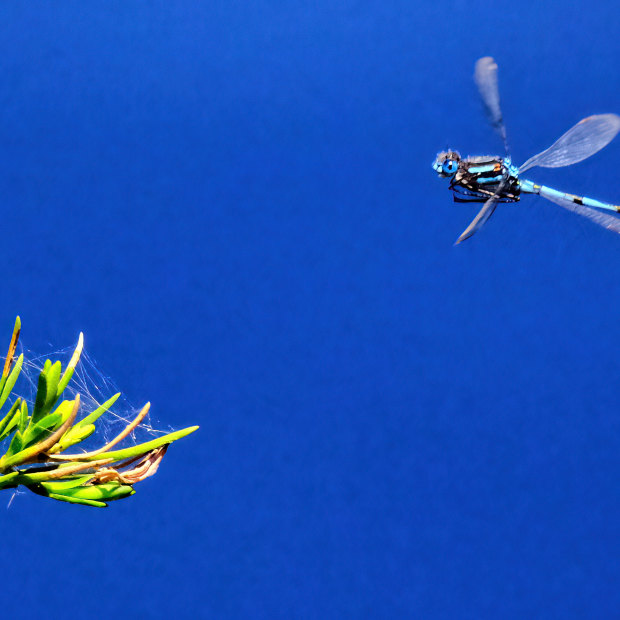 Enter the dragonfly Wet summers put an extra buzz in the air