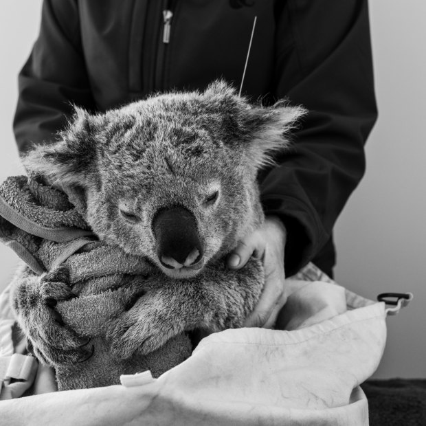 A rolled-up towel serves as a tree-trunk substitute for this
sedated koala during ANU research into the impact of bushfires. 