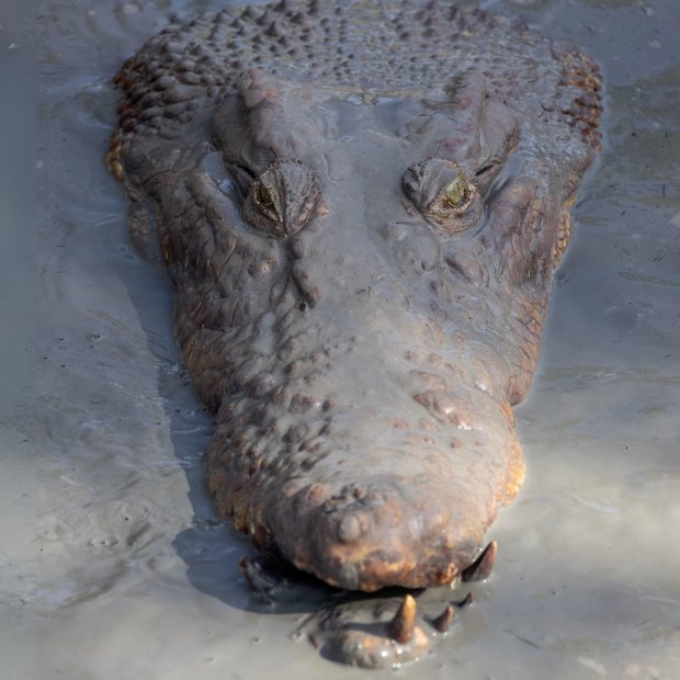 Crocodiles have flourished in Australia after being made a protected species in the 1970s.