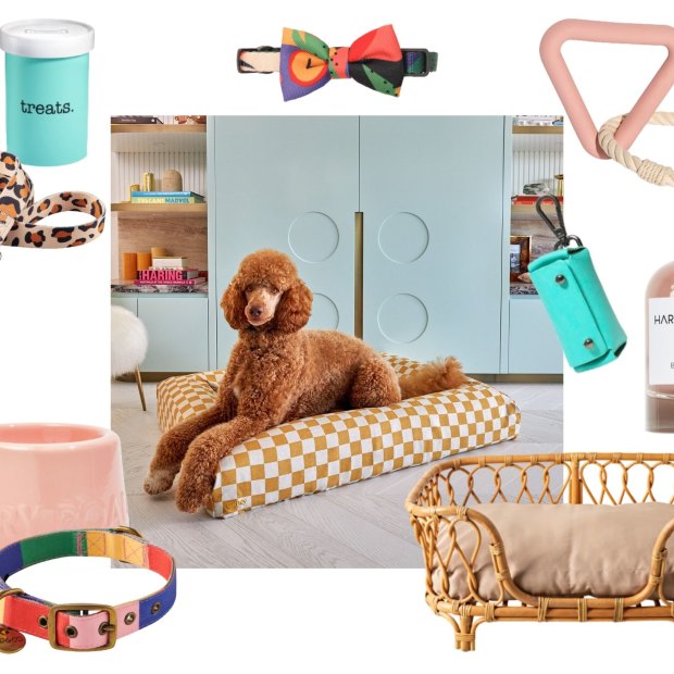 Dog must shop have accessories