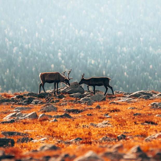 Reindeer and the colours of autumn in Lapland.