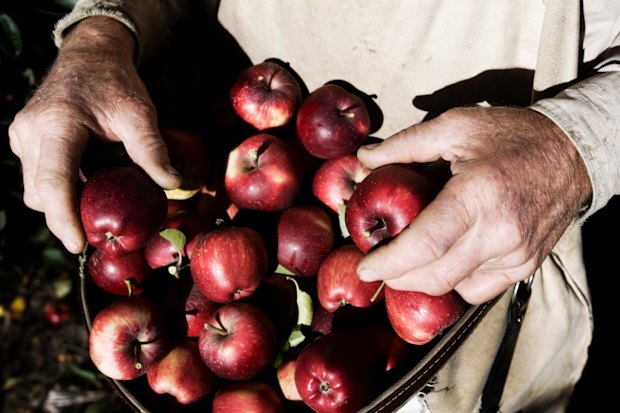 PALM workers face unreasonable picking targets, affecting their wages, the UN special rapporteur found.