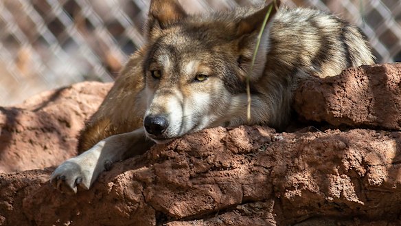 A female Mexican grey wolf.