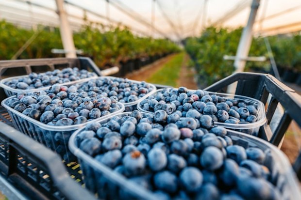 blueberries out of season and expensive strawberries raspberries better