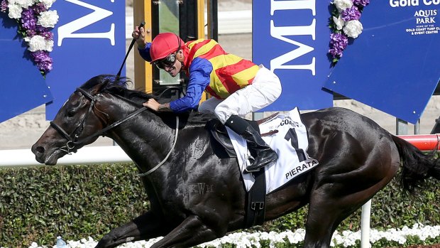 Simply the best: Greg Hickman rates Pierata at the top of the tree and wants him to get his group 1 in the All Aged Stakes at Randwick on Saturday.
