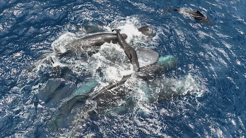 Footage shows female sperm whales working together during a birth to protect calf