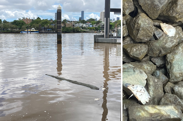 Dead fish on the Brisbane River at Guyatt Park ferry terminal in St Lucia.