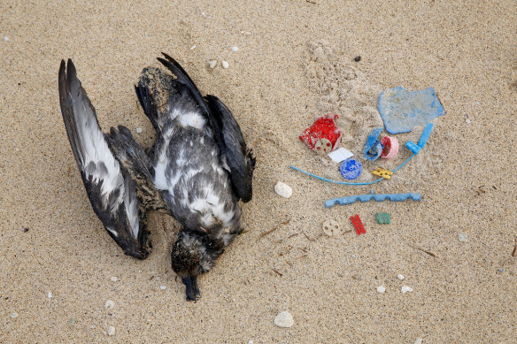 A dead petrel with plastics found inside its stomach on a beach at Lord Howe Island. 
