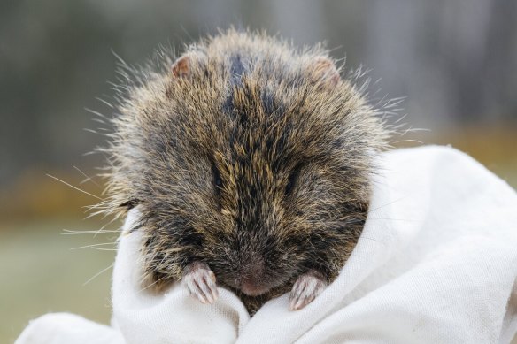 The broad-toothed rat is a herbivore that does pyramid piles of iridescent green droppings, which are used to detect their presence.