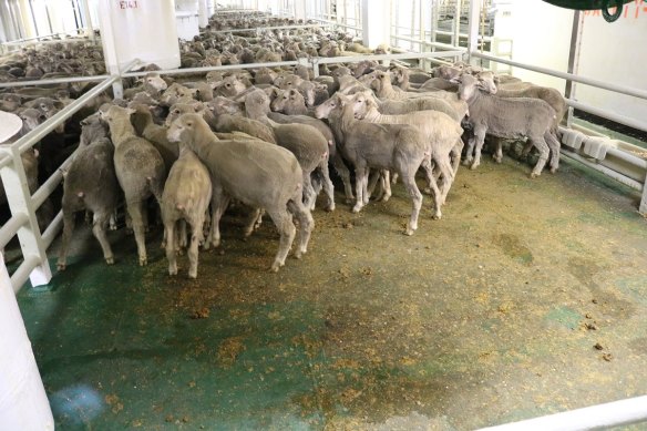 Sheep being loaded onto a boat in Fremantle in 2018.