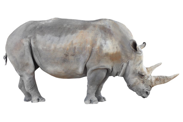 There are only two northern white rhinos left - and they’re both female.