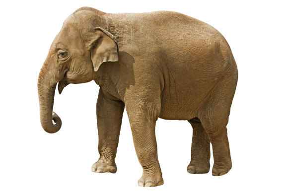 An Asian elephant: they are the closest genetic relative of the mammoth.