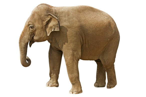An Asian elephant: they are the closest genetic relative of the mammoth.
