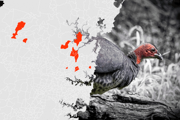 Brush turkeys are taking over Sydney suburbs.