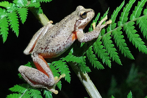 The Watson’s tree frog is now a federally endangered species.
