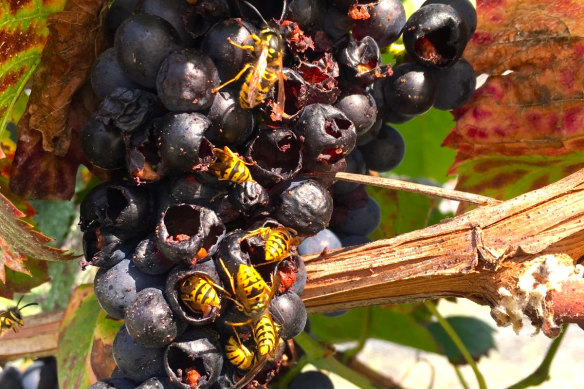 Farmers say they will have to junk fruit crops affected by a plague of European wasps in East Gippsland.