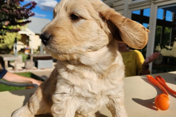 Sally the groodle arrived at what seemed like exactly the right time.