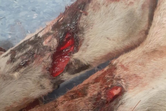 Photos submitted in evidence: The kangaroo’s wounds on the day it was rescued.
