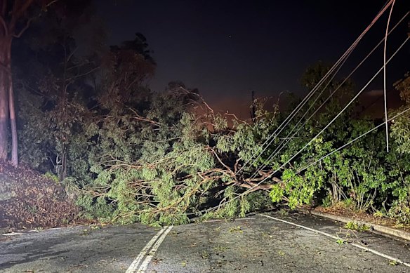 Fallen trees that brought down powerlines in Toowong on Sunday.