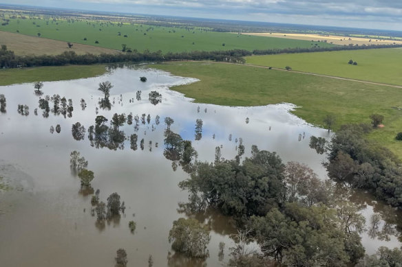 Farmers are surveying the damage from last night’s rain. 