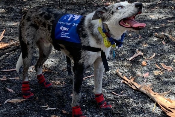 Bear at Cooroibah on the Sunshine Coast last month. He wears protective socks when searching scorched bushland.