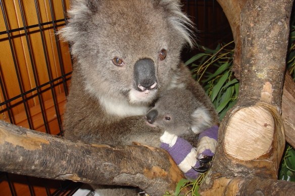 Koala mother Elsa was badly burned protecting her joey Sunshine after the 2006 Stoneyford fires in Victoria but both were saved and released back into the wild.