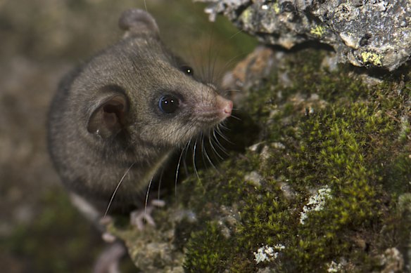 Mountain pygmy possums are endangered in NSW.