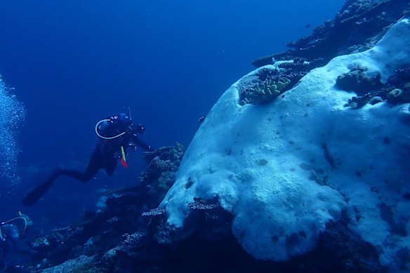 Bleaching at Rowley Shoals. 