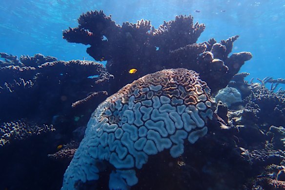 Bleaching at Rowley Shoals. 