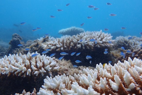 Bleaching at Ningaloo’s Tantabiddi Reef. 