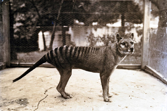 The last thylacine, at Hobart Zoo in 1933. The creature, who has become popularly known as Benjamin but was actually female, died on September 7, 1936.